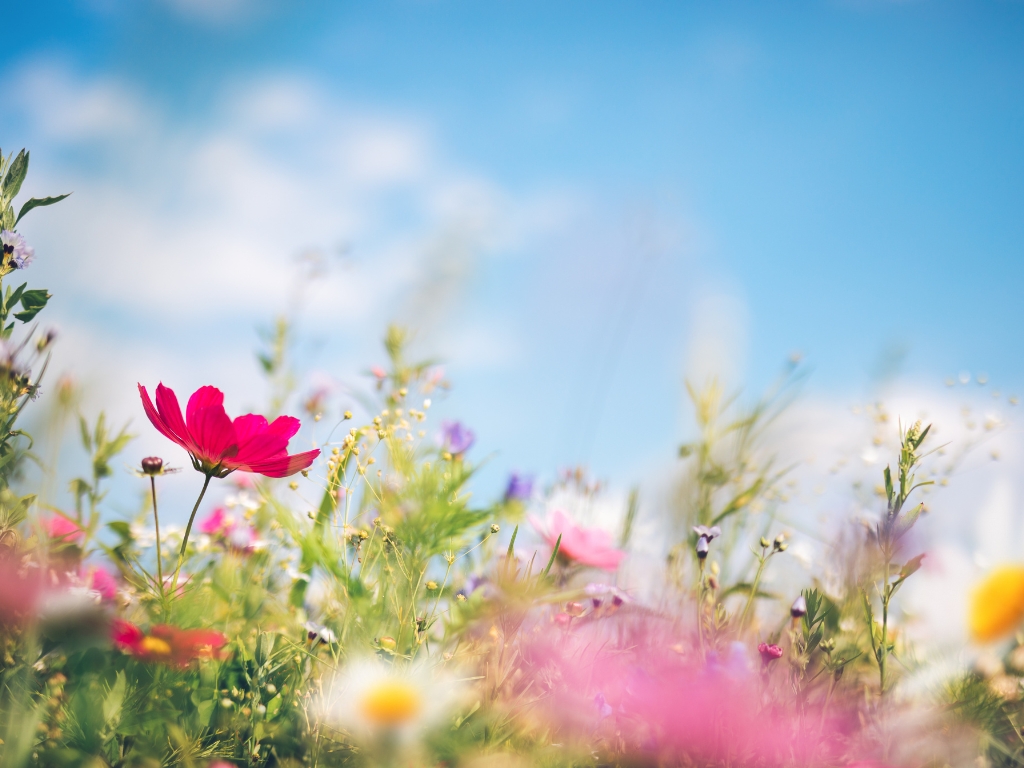 Blühende Wildblumenwiese unter blauem Himmel – Symbolbild für Frühling, Pollenzeit und mögliche allergische Reaktionen
